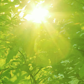 Sunburst Through Spring Branches And by Kathy Collins