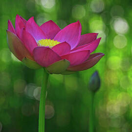 Sunlight on Lotus Flower by Beth Sargent