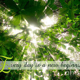 Sunlight Streaming Through Leaves Trees in a Forest by Beverly Claire Kaiya