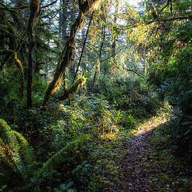 Sunlit Path In The Forest by Mike Hill