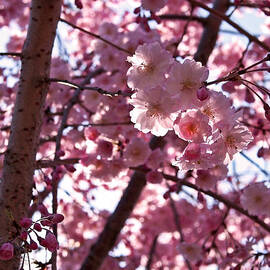 Sunlit Cherry Blossoms