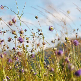 Sunny Bliss. Rest and Be Thankful. Scotland by Jenny Rainbow