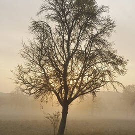 Sunrise and beautiful tree