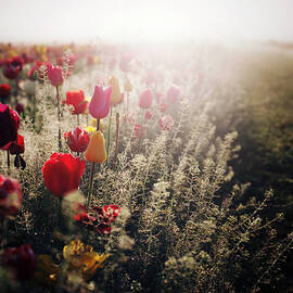 Sunrise At Tulip Field by Danielle D. Hughson