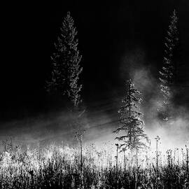 Sunrise In The Forest by Julien Oncete