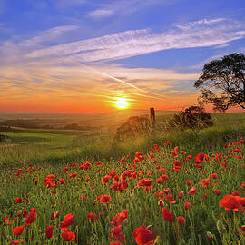 Sunrise Over A Field Of Poppys by Andrew Thomas