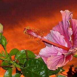Sunset Hibiscus by Barbie Corbett-Newmin
