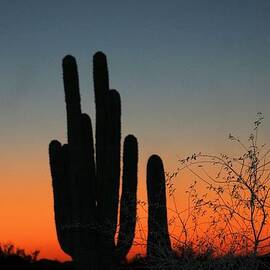 SUNSET IN APACHE JUNCTION #2 by Gayle Berry