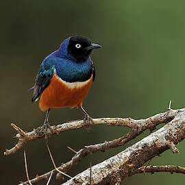 Superb Starling, Samburu National Game by Adam Jones