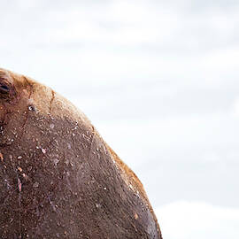 Supermodel Walrus, Odobenus Rosmarus by Raffi Maghdessian
