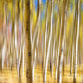Surreal Aspen Tree Abstract by James BO Insogna