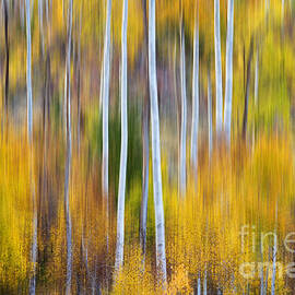 Surreal Aspen Tree Magic Abstract Art by James BO Insogna