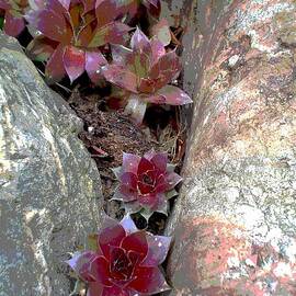 Survival by Marco Carr