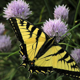 Swallowtail on Chives