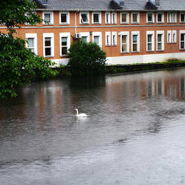 Swan in Dublin