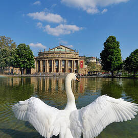 Swan spreads wings in front of State Theatre Stuttgart Germany