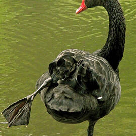 Swan Yoga