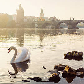 Swans In Front Of Charles Bridge In by Spooh