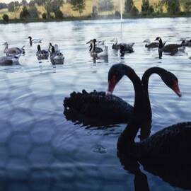Swans On Mary Woodard Lasker's Pond by Horst P. Horst