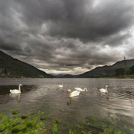 Swans Swimming In The Water Of Loch by John Short / Design Pics