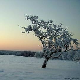 Swedish Winter