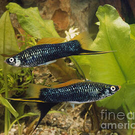 Swordtails Xiphophorus Hellerii by Tierbild Okapia