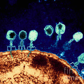 T-bacteriophages and e-coli by Eye Of Science