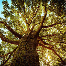 Tall Green Tree In Spring by Zodebala