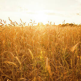 Tall Stalks Of Wheat In Crop Field by Aliyev Alexei Sergeevich
