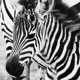 Tanzania Zebra Foal by Chris Scroggins