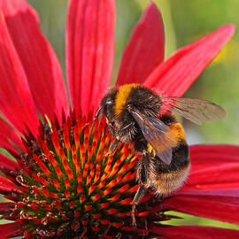 Taste of Summer - Bee on Red Coneflower - Square by Gill Billington