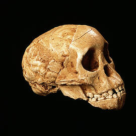 Taung Child Fossil by Science Photo Library
