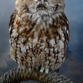 Tawny Owl