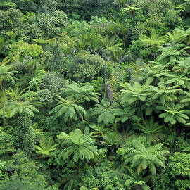 Temperate Rainforest With Tree Ferns by Science Photo Library