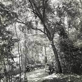 Terrace On The Property Of R. L. Stevenson by Tom Leonard