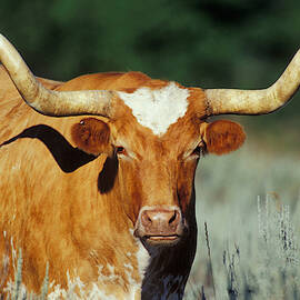 Texas Longhorn by THOMAS AND PAT LEESON