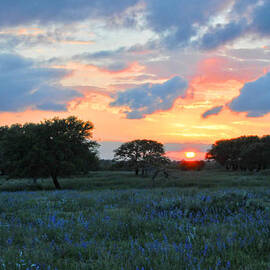 Texas Wildflower Sunset 