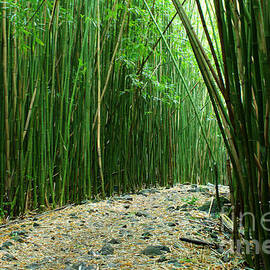The Bamboo Forest by Bob Christopher