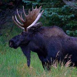 The Bearded One by Jim Garrison