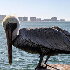 The Brown Pelican 