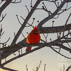 The Cardinal in the Morning by Jennifer White