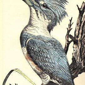 The Collared Kingfisher