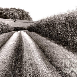 The Corn Road by Olivier Le Queinec