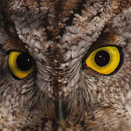 The Eyes of Screech Owl