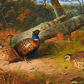 THE FALLEN BEECH - A COCK AND THREE HEN PHEASANTS WITH A WASP by Celestial Images