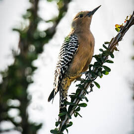 The Gila  Woodpecker by Robert Bales
