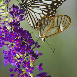 The Glasswing and a Friend  by Saija Lehtonen