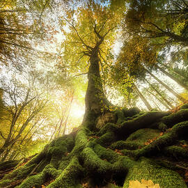 The Goodbye Of A Leaf by Alberto Ghizzi Panizza