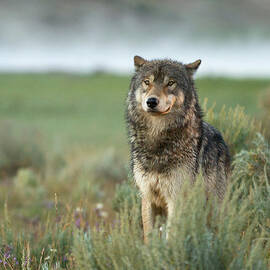 The Guardian by Sandy Sisti