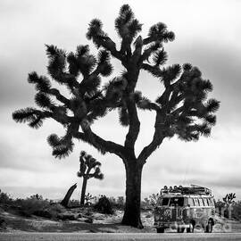 The Joshua Tree and the Rustybus by Richard Kimbrough